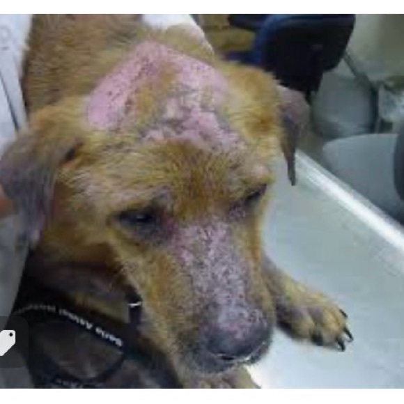 BE A GOOD HUMAN & BE KIND TO ALL LIFE! - Picture 10 of 13